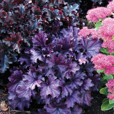 Heuchera Forever&reg; Purple