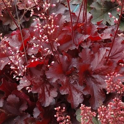 Heuchera Red