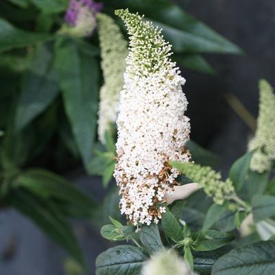 Buddleia Pugster White&reg;