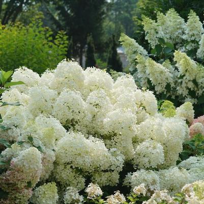Hydrangea paniculata Puffer Fish&reg;