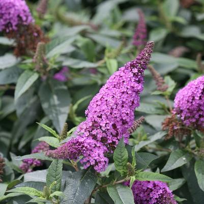 Buddleia Pugster Periwinkle&reg;