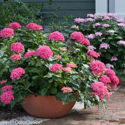 Hydrangea macrophylla Cityline&reg; Paris