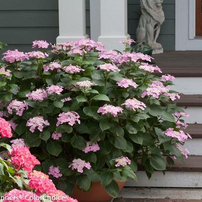 Hydrangea macrophylla Let's Dance&reg; Starlight