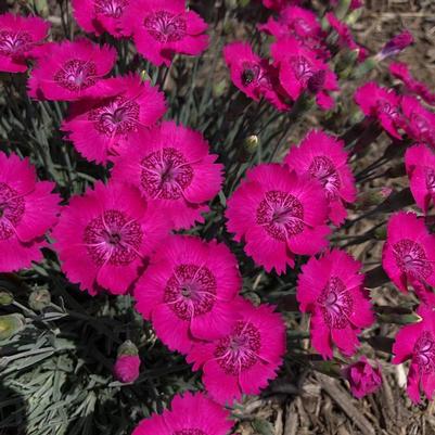 Dianthus Star Single&trade; Neon Star Improved