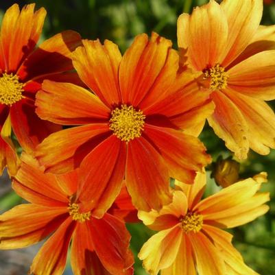 Coreopsis L'il Bang&trade; Darling Clementine