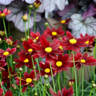 Coreopsis L'il Bang&trade; Red Elf