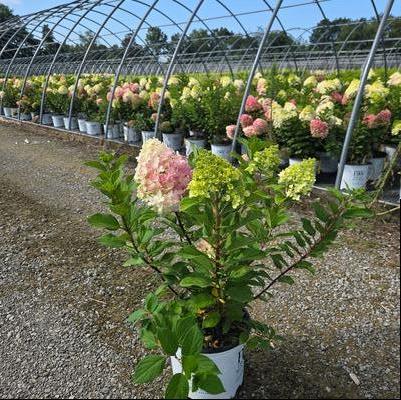 Hydrangea paniculata Little Lime Punch&trade;
