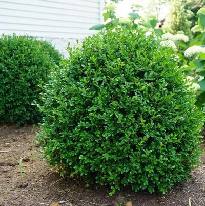 Buxus NewGen Independence&reg;