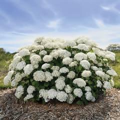 Hydrangea arborescens FlowerFull&trade;