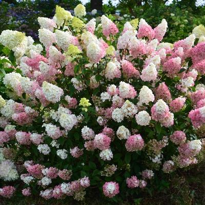 Hydrangea paniculata Strawberry Sundae&reg;