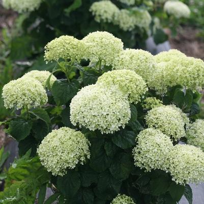 Hydrangea arborescens Invincibelle Limetta&reg; 