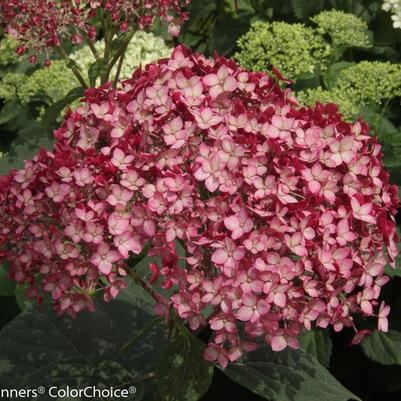 Hydrangea arborescens Invincibelle&reg; Ruby
