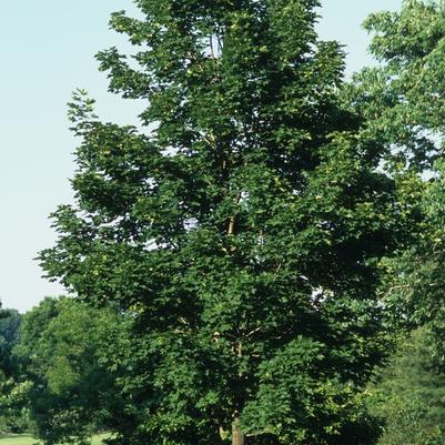 Acer platanoides Emerald Queen