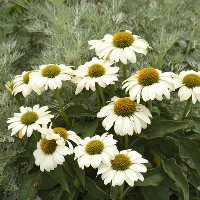 Echinacea Color Coded&trade; The Price is White