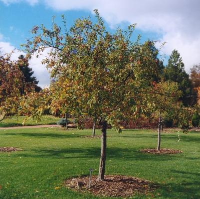 Malus floribunda 