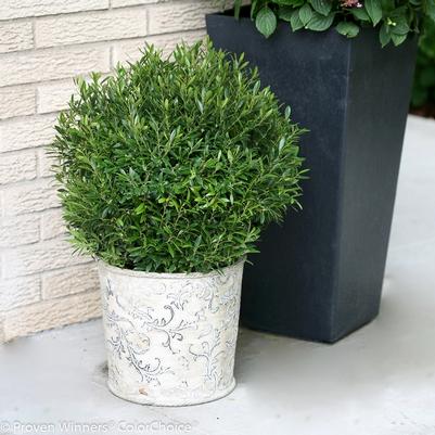 Ilex glabra Gem Box&reg;