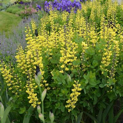 Baptisia Decadence&reg; Lemon Meringue