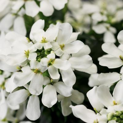 Iberis sempervirens Snow Cone&trade;