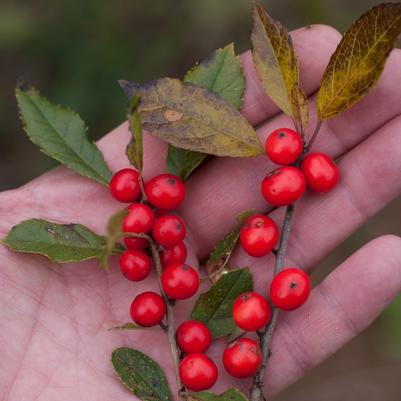 Ilex verticillata Little Goblin&reg; Red