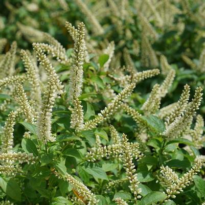 Itea virginica Fizzy Mizzy&reg;