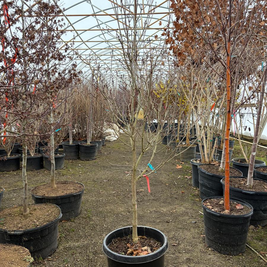 Cornus kousa Rosy Teacups&reg;