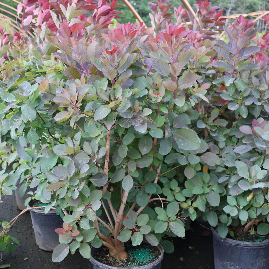 Cotinus Grace