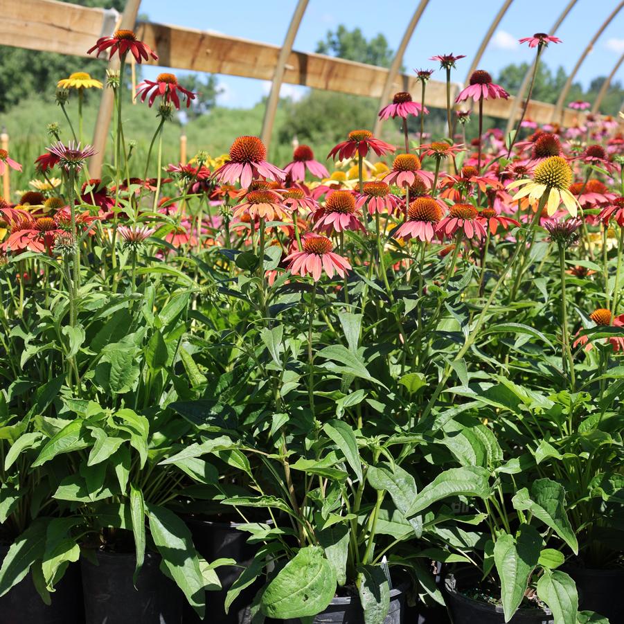 Echinacea Cheyenne Spirit
