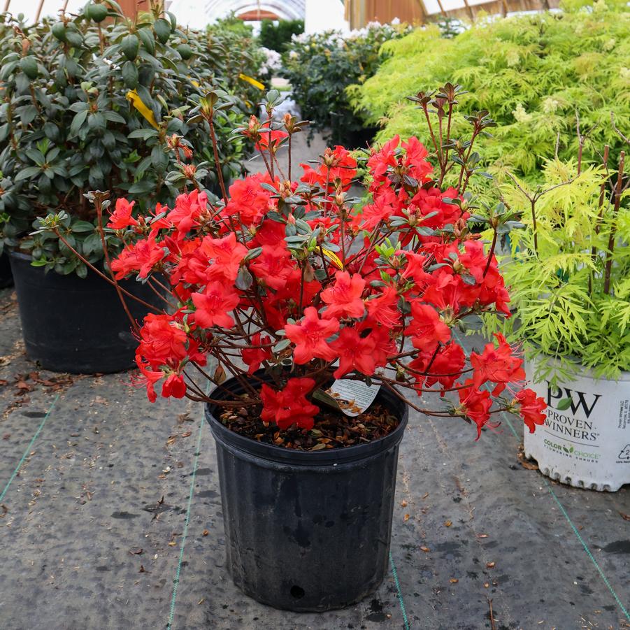 Rhododendron Gable hybrid Stewartstonian