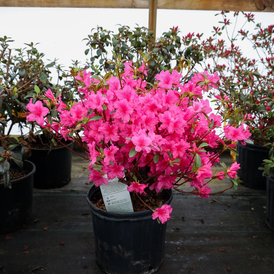 Rhododendron Gable hybrid Boudoir