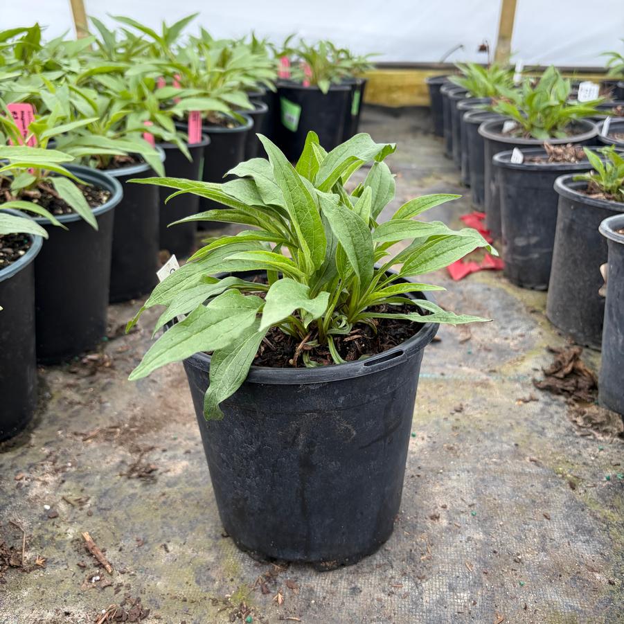Echinacea Sombrero&reg; Adobe Orange