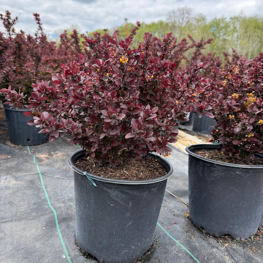 Berberis thunbergii Concorde