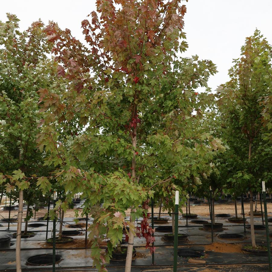 Acer x freemanii Autumn Blaze&reg;