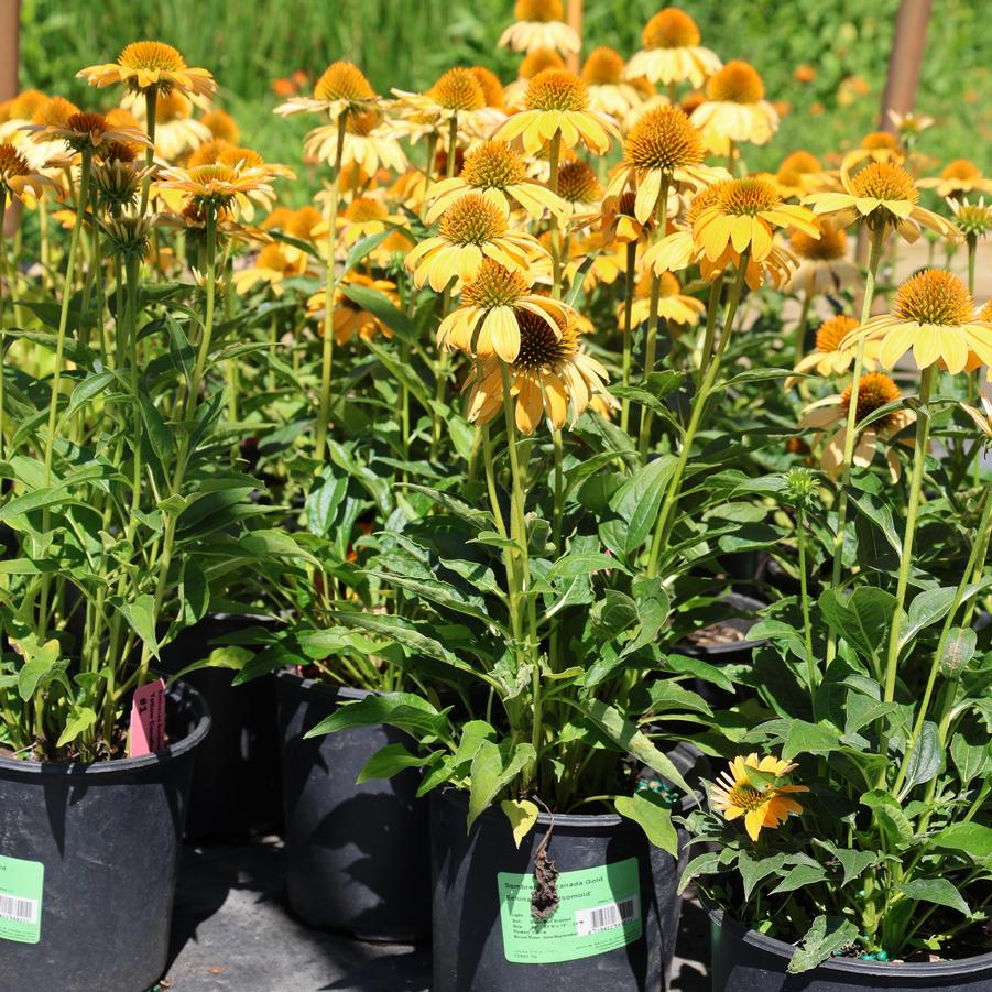 Echinacea Sombrero&reg; Granada Gold