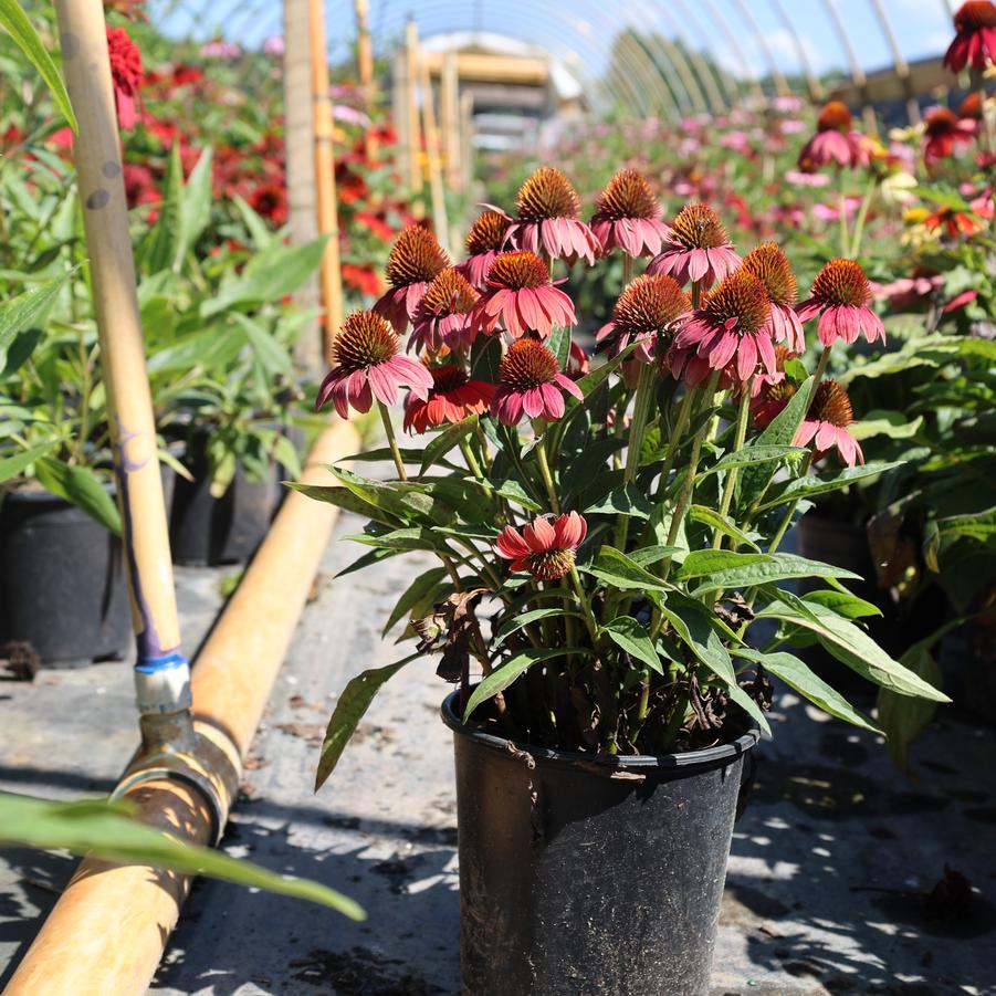 Echinacea purpurea Sombrero Poco&trade; Hot Coral