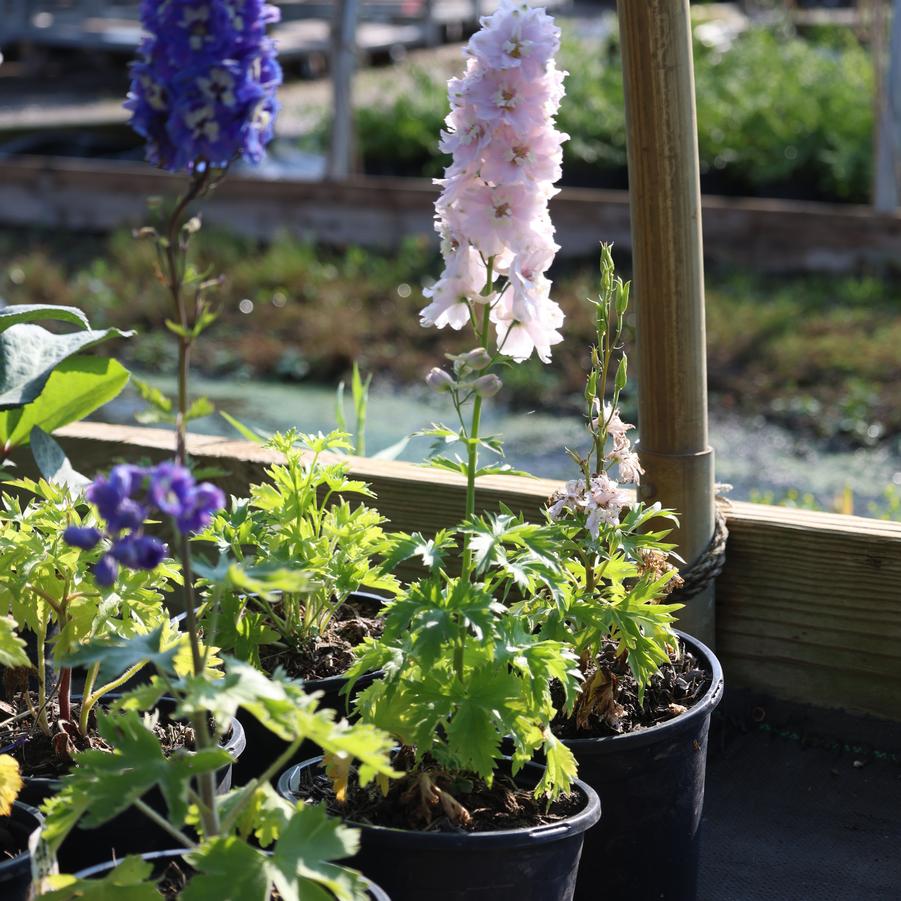 Delphinium elatum Magic Fountain Mix
