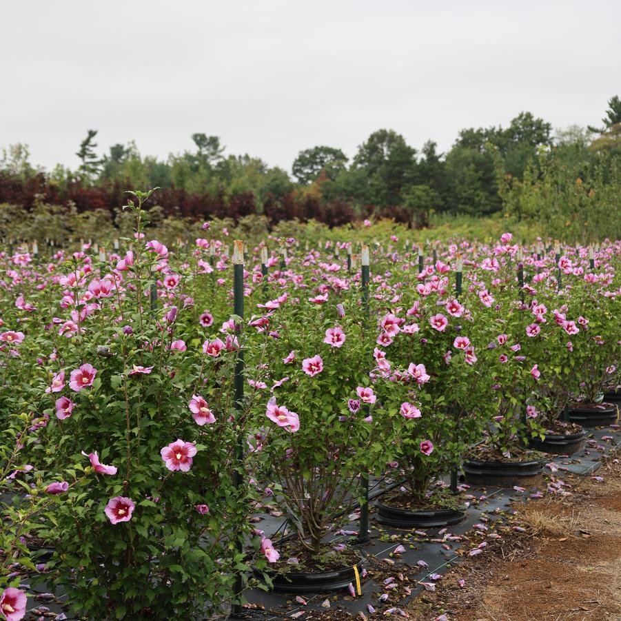 Hibiscus syriacus Purple Pillar&reg;