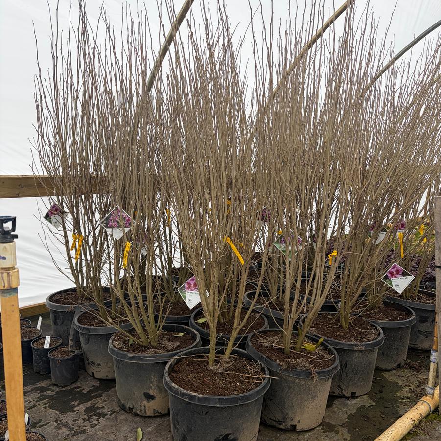 Hibiscus syriacus Purple Pillar&reg;