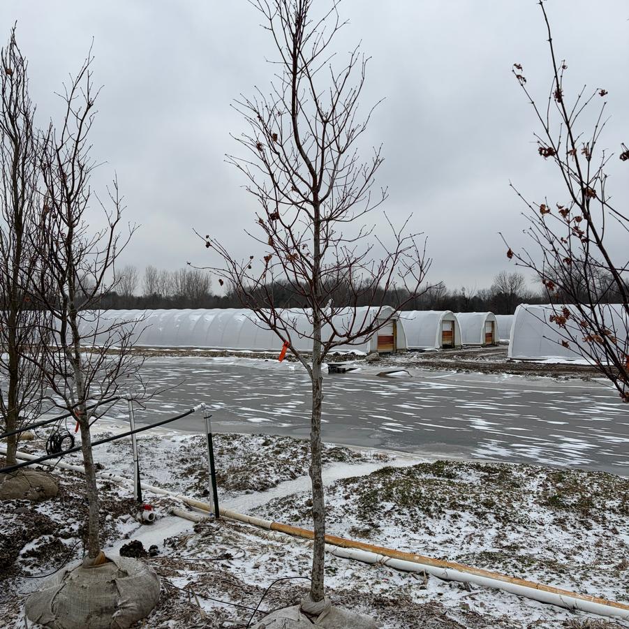 Acer palmatum var. atropurpureum Bloodgood