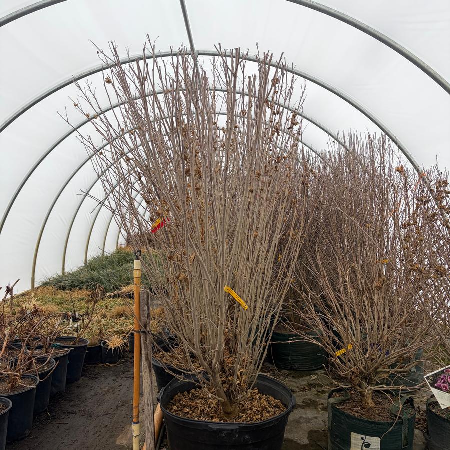 Hibiscus syriacus Purple Pillar&reg;