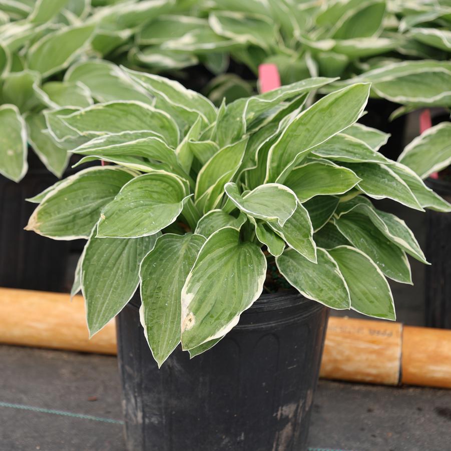 Hosta Francee