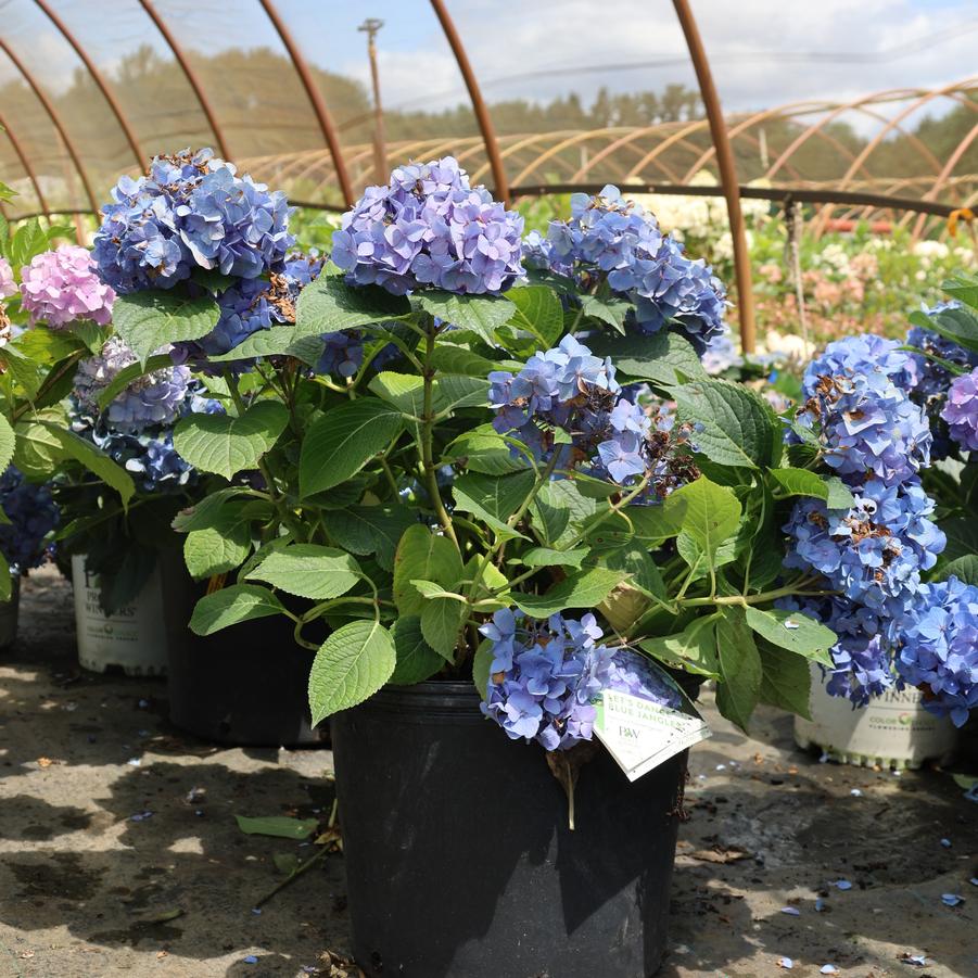 Hydrangea macrophylla Let's Dance&reg; Blue Jangles&reg;
