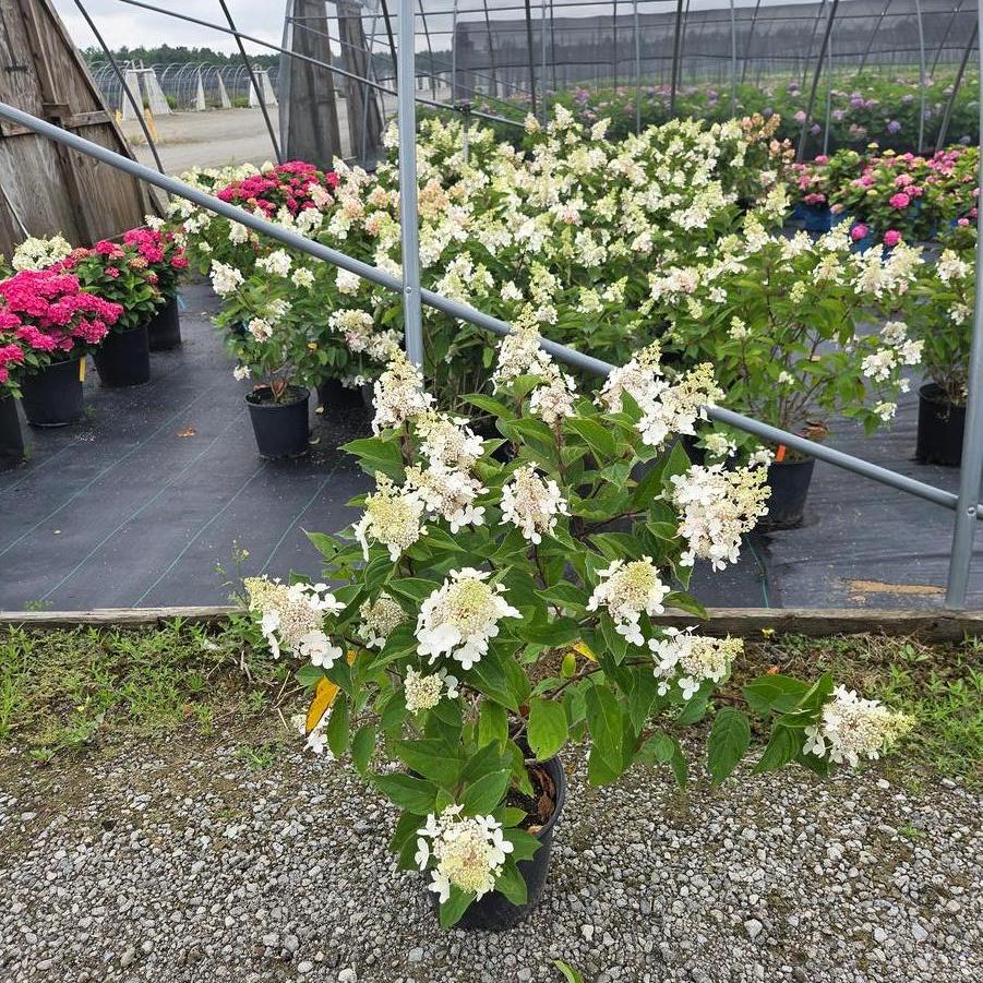 Hydrangea paniculata Pinky Winky Prime&reg;