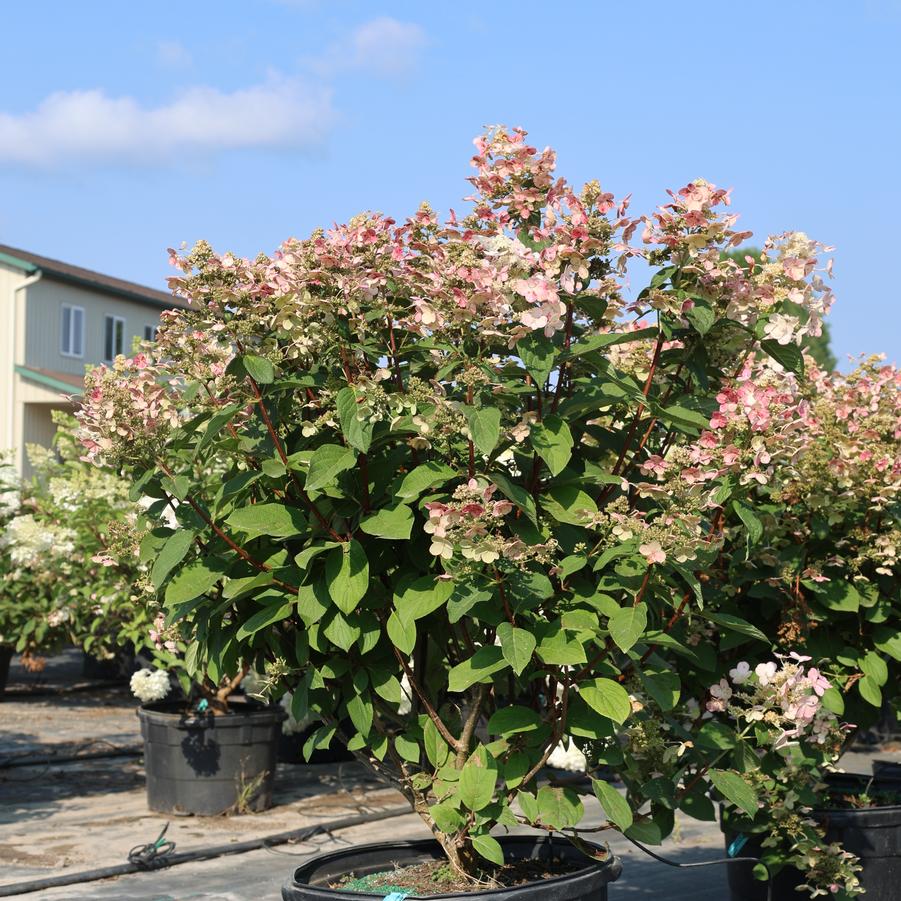 Hydrangea paniculata Quick Fire&reg;