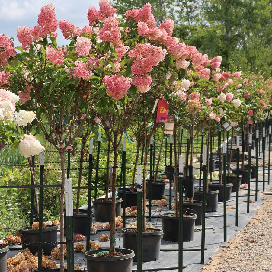 Hydrangea paniculata Vanilla Strawberry&trade;