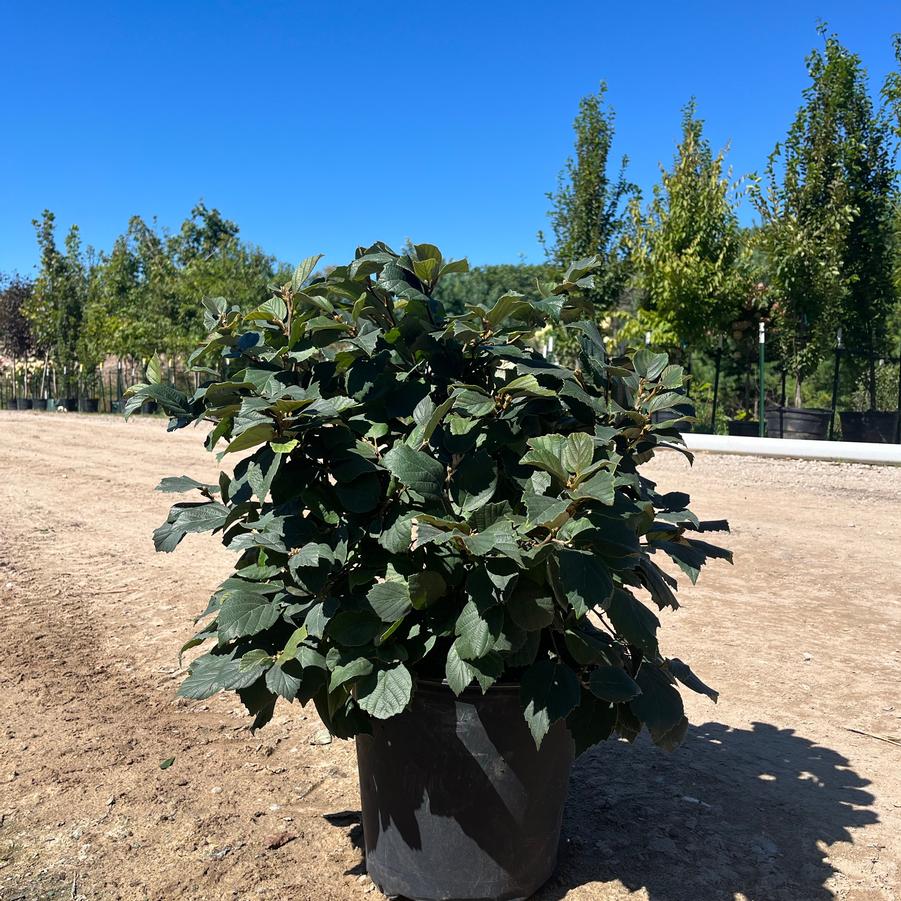 Fothergilla major Mount Airy