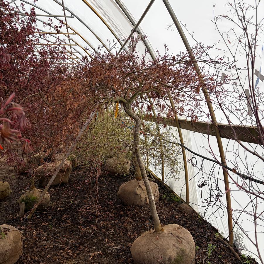 Acer palmatum var. dissectum Tamukeyama
