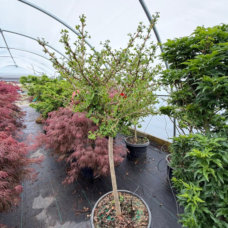 Ginkgo biloba Mariken