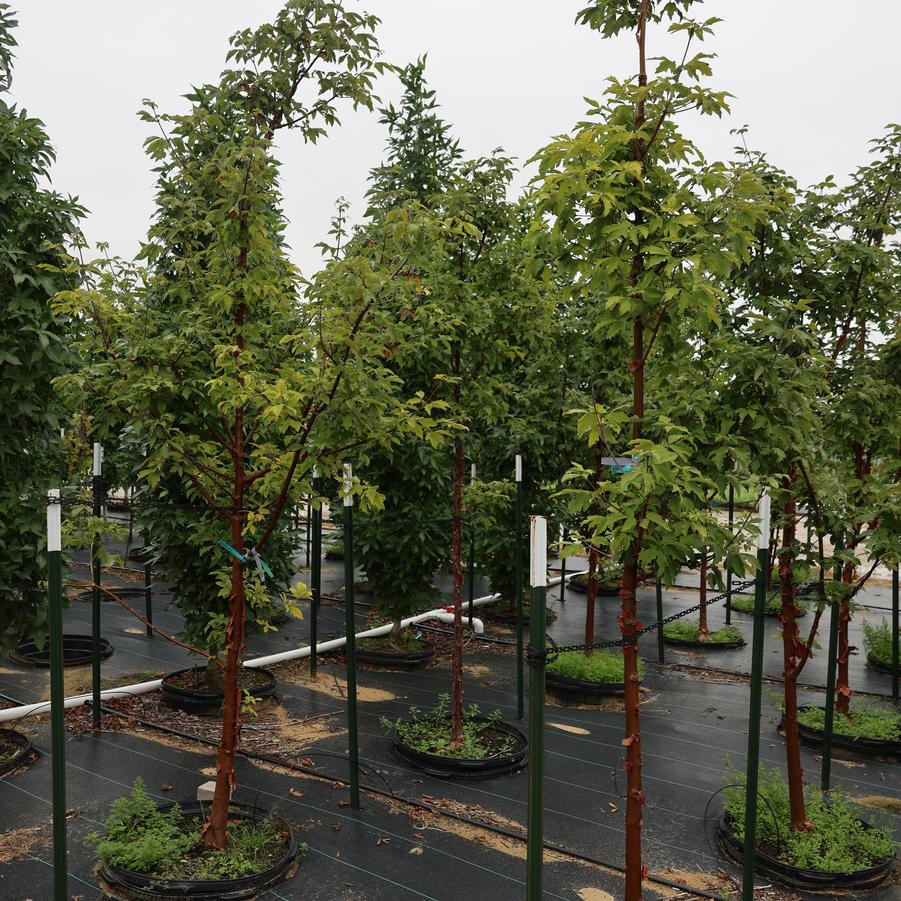 Acer griseum 