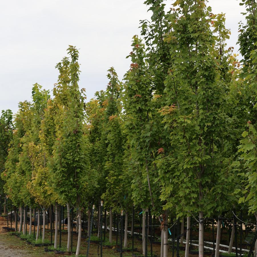 Acer rubrum Armstrong II
