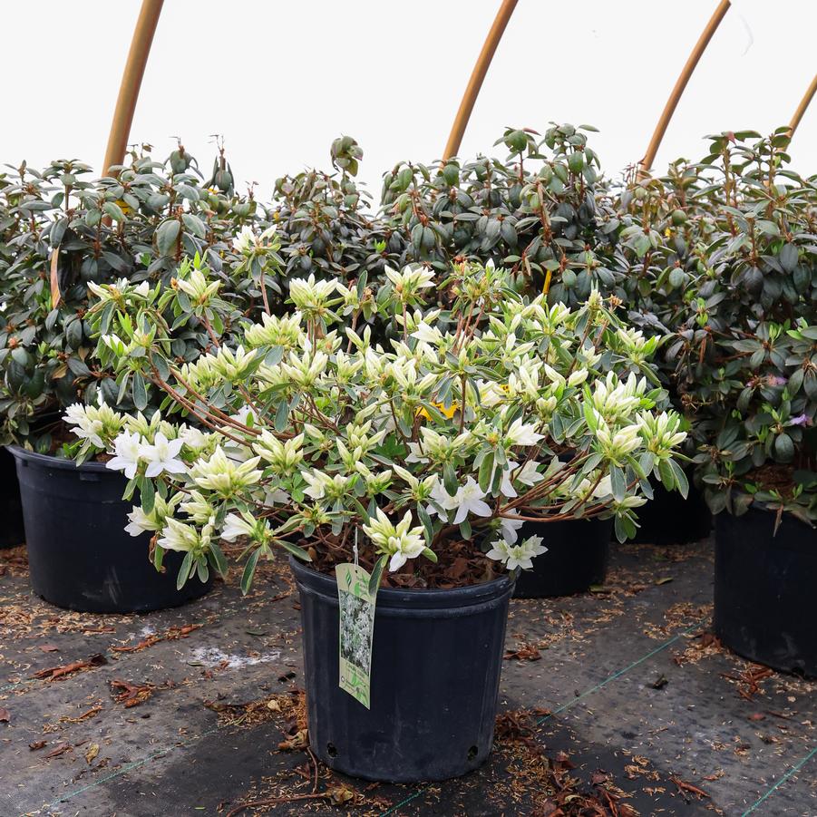 Rhododendron Glenn Dale hybrid Cascade
